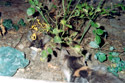 Кошки-ежики
. Поездка в Крым, лето 2003 года.